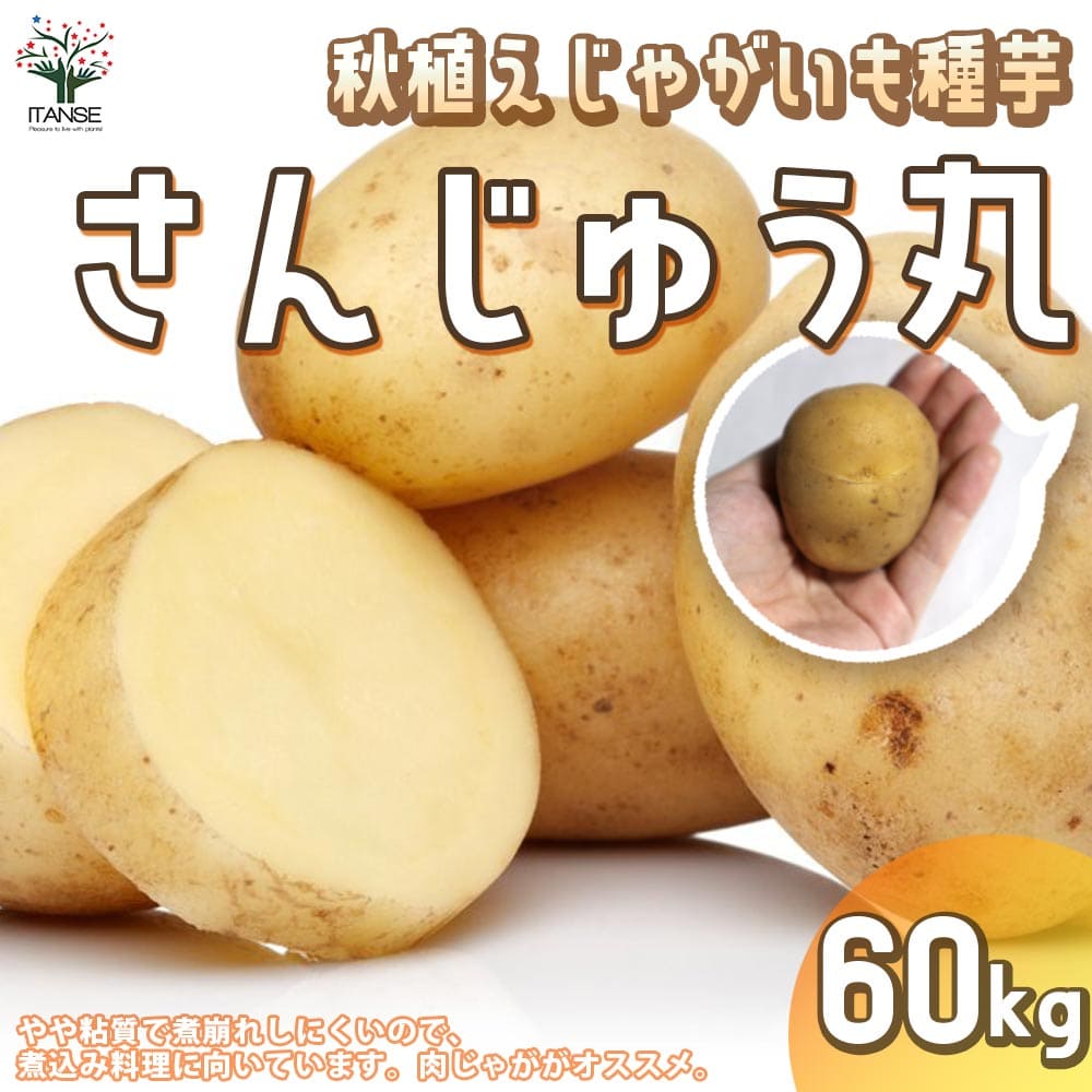 【送料無料】秋植えじゃがいもの種芋 品種：さんじゅう丸 60kg(充填時)【野菜の苗 ／1個売り】じゃがいも ジャガイモ じゃが芋 種芋 種いも PVP