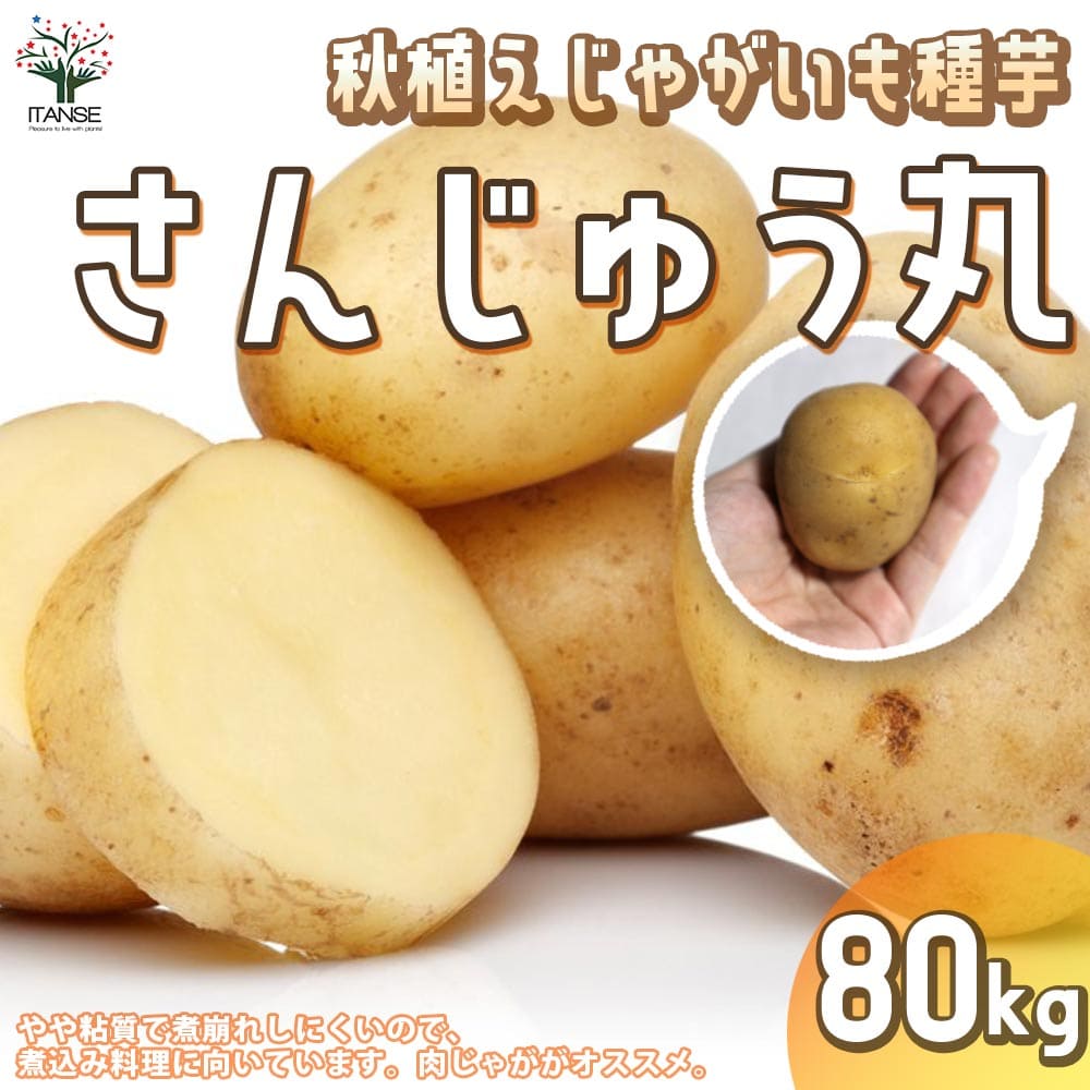 【送料無料】秋植えじゃがいもの種芋 品種：さんじゅう丸 80kg(充填時)【野菜の苗 ／1個売り】じゃがいも ジャガイモ じゃが芋 種芋 種いも PVP