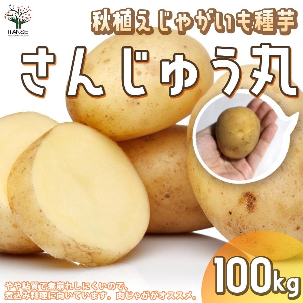 【送料無料】秋植えじゃがいもの種芋 品種：さんじゅう丸 100kg(充填時)【野菜の苗 ／1個売り】じゃがいも ジャガイモ じゃが芋 種芋 種いも PVP