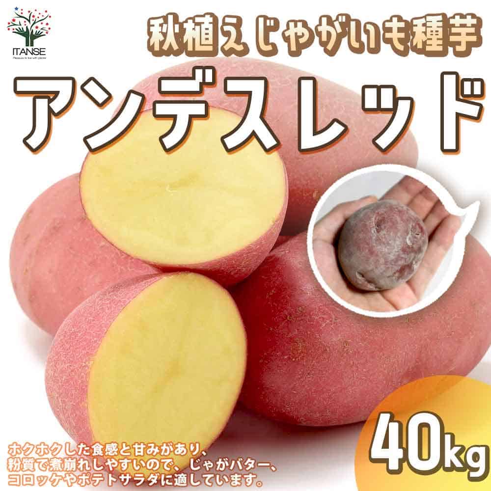 【送料無料】秋植えじゃがいもの種芋 品種：アンデスレッド 40kg(充填時)【野菜の苗 ／1個売り】じゃがいも ジャガイモ じゃが芋 種芋 種いも
