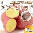 秋植えじゃがいもの種芋 品種：アンデスレッド 40kg(充填時)【野菜の苗 ／1個売り】じゃがいも ジャガイモ じゃが芋 種芋 種いも
