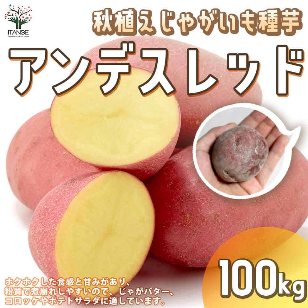 【送料無料】秋植えじゃがいもの種芋 品種：アンデスレッド 100kg(充填時)【野菜の苗 ／1個売り】じゃがいも ジャガイモ じゃが芋 種芋 種いも