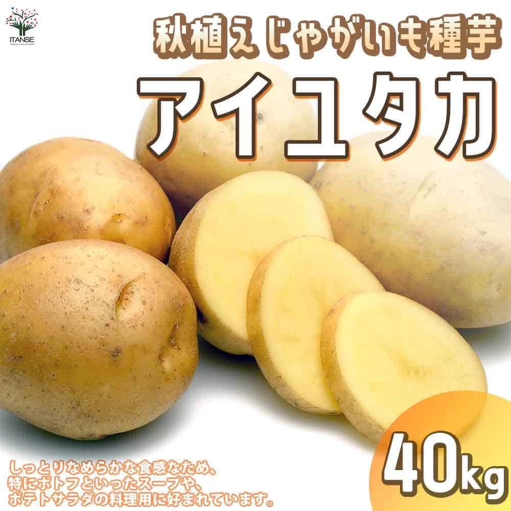 【送料無料】秋植えじゃがいもの種芋 品種：アイユタカ 40kg(充填時)【野菜の苗 ／1個売り】じゃがいも ジャガイモ じゃが芋 種芋 種いも PVP