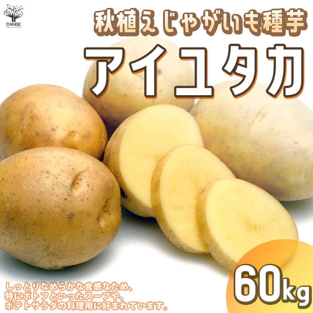 【送料無料】秋植えじゃがいもの種芋 品種：アイユタカ 60kg(充填時)【野菜の苗 ／1個売り】じゃがいも ジャガイモ じゃが芋 種芋 種いも PVP