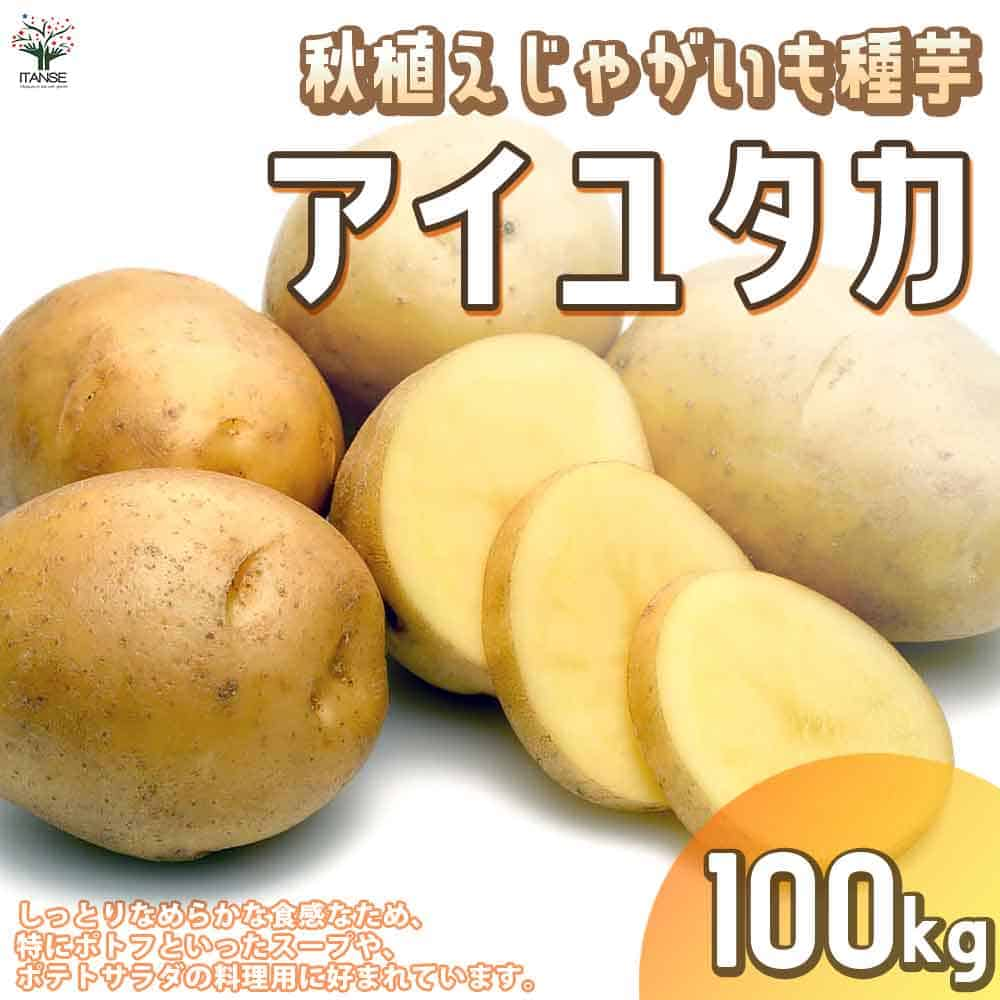 【送料無料】秋植えじゃがいもの種芋 品種：アイユタカ 100kg(充填時)【野菜の苗 ／1個売り】じゃがいも ジャガイモ じゃが芋 種芋 種いも PVP