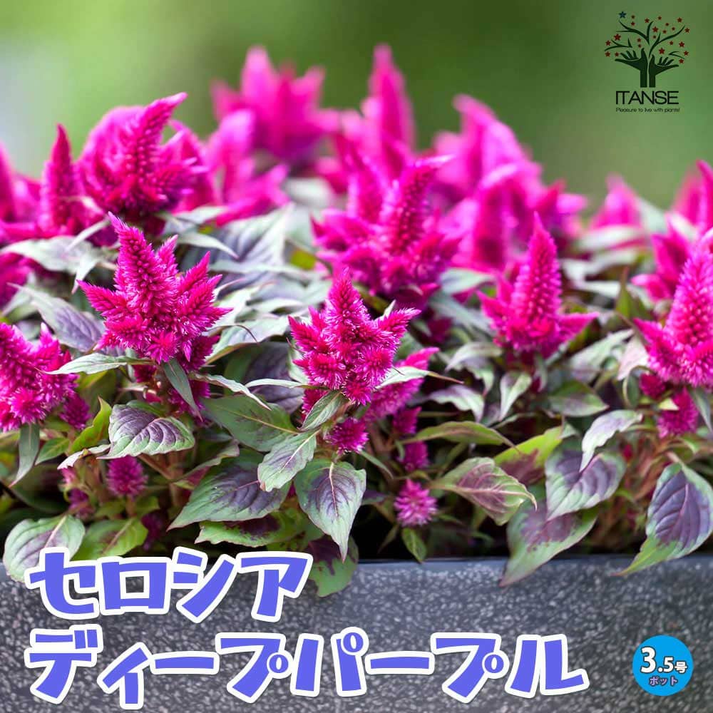 【送料無料】ビューティーシリーズ・ディープパープル セロシアの苗【花苗 3.5号ポット苗】セロシア ビューティーシリーズ ディープパープル ロイヤルヴァンザンテン 花苗 ガーデニングのサムネイル