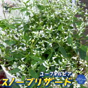 【ポイント2倍★マラソン期間】スノーブリザード ユーフォルビアの苗 花苗 3.5号ポット苗 ユーフォルビア 花苗 お花 宿根草 多年草 フラワー アレンジメント インテリアグリーン ボタニカル 送料無料 即納
