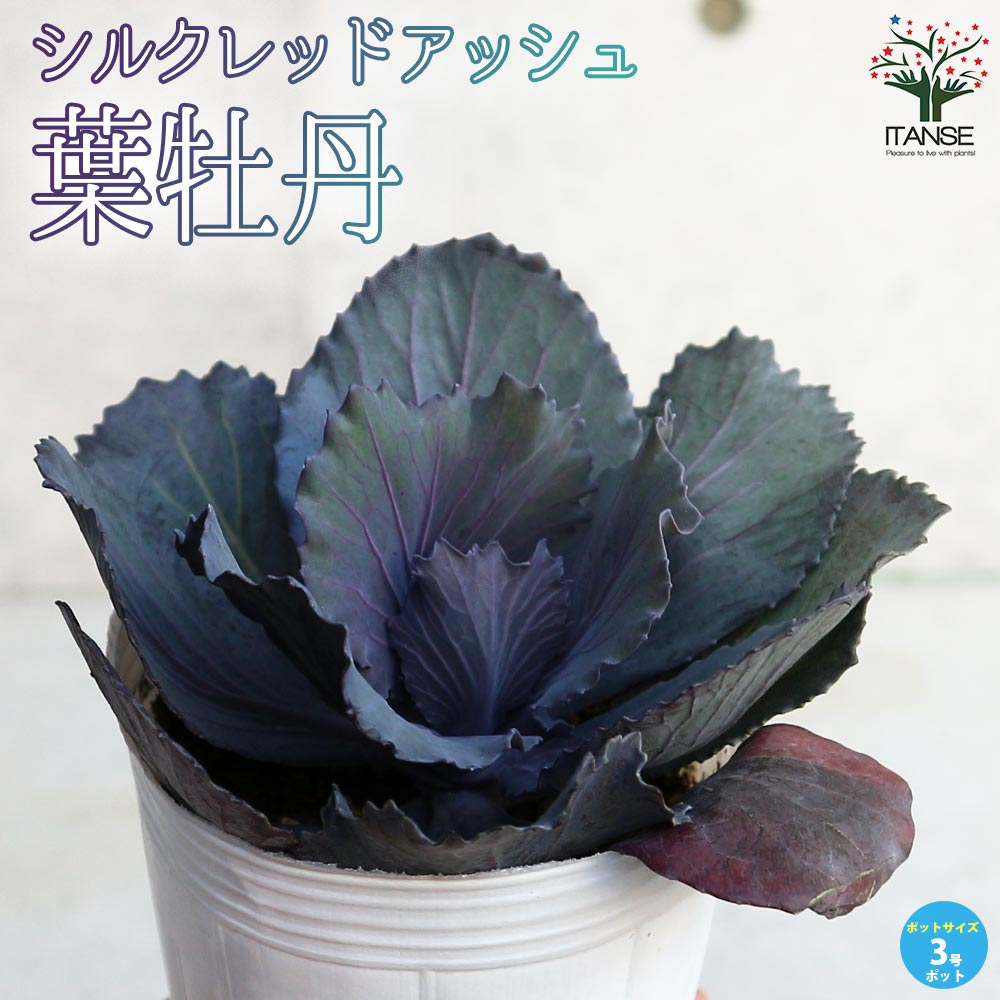 【SS期間★ポイントUP】葉ボタン シルクレッドアッシュ【花苗 3号ロングポット】ハボタンの苗 葉ボタン 葉ボタンの苗 添え物 お正月のサムネイル