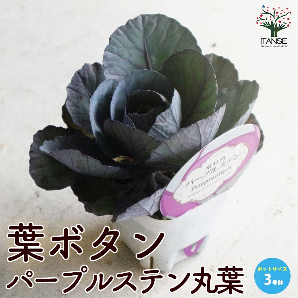 【送料無料】葉ボタンパープルステン丸葉 ( 神戸ジェンヌ ) 花苗 3号ポット苗 ハボタンの苗 葉牡丹 葉ボタン 葉ボタンの苗 添え物 お正月 ガーデニング 送料無料 即納