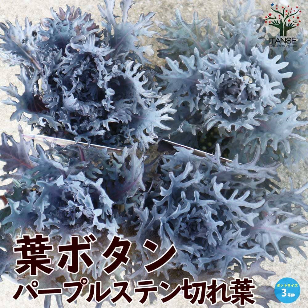 【送料無料】葉ボタンパープルステン切れ葉 ( 神戸ジェンヌ ) 花苗 3号ポット苗 ハボタンの苗 葉牡丹 葉ボタン 葉ボタンの苗 添え物 お正月 ガーデニング 送料無料 即納