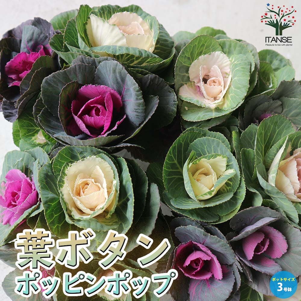 【送料無料】葉ボタンポッピンポップ ( 神戸ジェンヌ ) 花苗 3.5号ポット苗 ハボタンの苗 葉牡丹 葉ボタン 葉ボタンの苗 添え物 お正月 ガーデニング 送料無料 即納