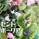 【P2倍★マラソン期間中】セントポーリア色ミックス見計らい【花苗 3.5号ポット苗】花苗 お花 多肉質 小型 ビロード 卵型 スミレ 室内花 アフリカスミレ イ...