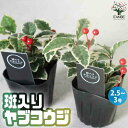 【ポイント2倍★マラソン期間】斑入りヤブコウジ人工実付き 正月飾り 花苗2.5〜3号 ヤブコウジ 十両 縁起木 縁起物 庭木 植木 花木 正月 観賞用 観賞価値...
