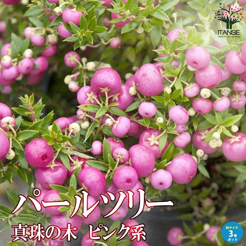 【送料無料】パールツリー ( 真珠の木 ) ピンク系 庭木 花木 低木3号ポット苗 デコベリー ペルネチア ..