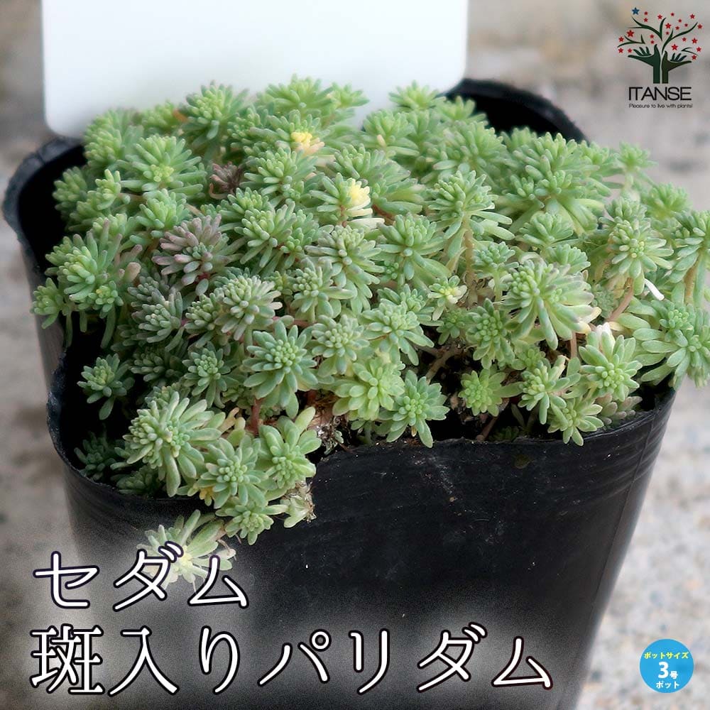 【SS期間★P5倍】セダム 斑入りパリダム 多肉植物 グランドカバー3号ポット苗 セダム グランドカバー 多肉植物 観葉植物 リビング オフィス 事務所 インテリア 送料無料 即納