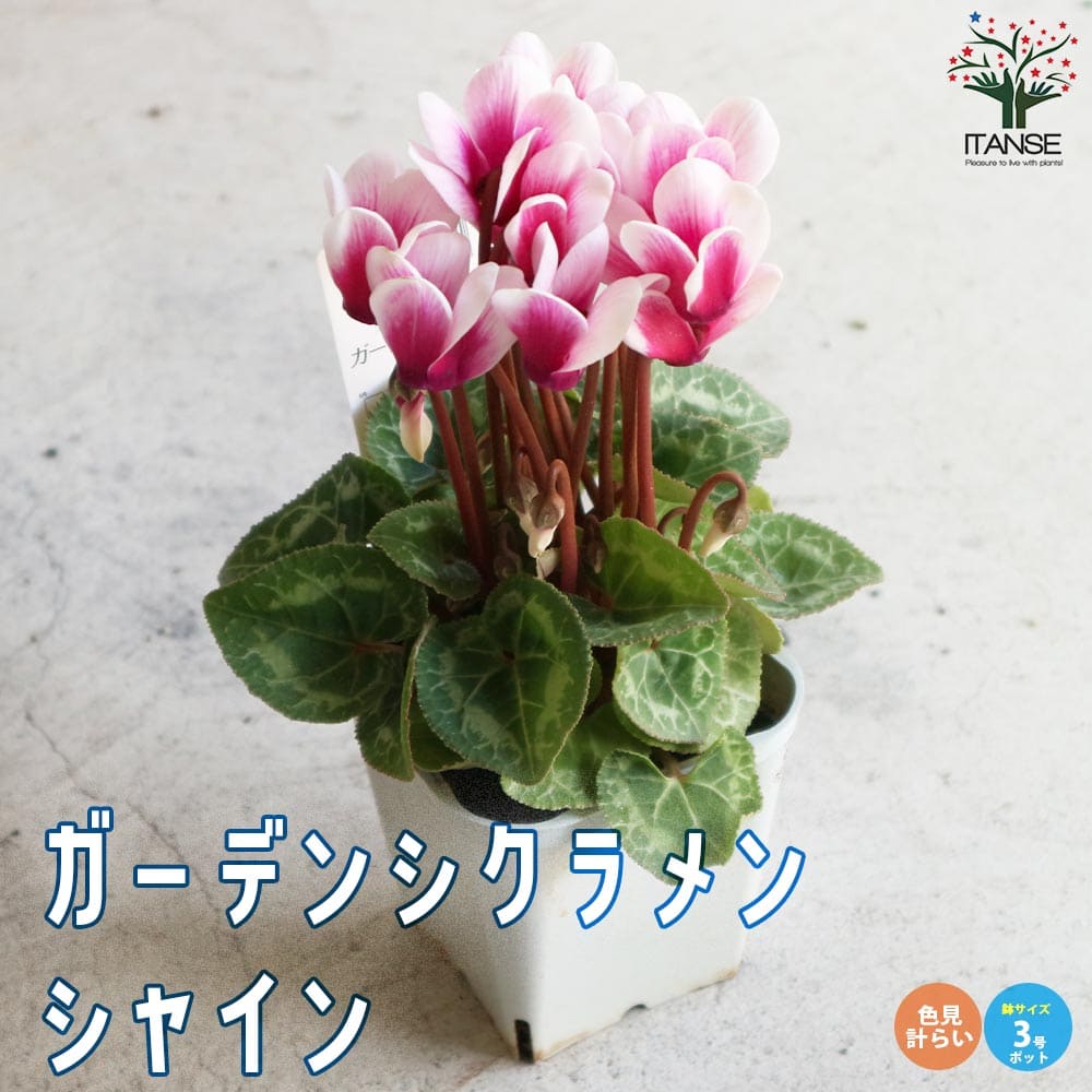 �ڥݥ����2�ܡ��ޥ饽����֡ۥ����ǥ󥷥����� ���㥤�� ��MIX���å� ���� 3��ݥå��� �������� ������ӥХ� �ե� �����饽���� ��������° ...