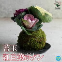 【送料無料】苔玉 紅白葉ボタン(受け皿付)【花苗】葉牡丹 苔玉 ハボタン苗 ハボタン 縁起物 インテリアグリーン