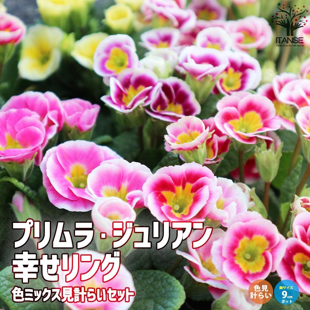 ������̵���ۥץ��� ����ꥢ�� ������� ���� ��MIX 9cm�ݥå��� ���֥��˥� Primula obconica �����饽���� �����饽��° �͵��餭...