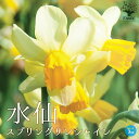 【P2倍★マラソン期間中】水仙・スプリングサンシャイン【花苗 球根芽出し苗3号ロングポット苗】寄せ植え 庭園菜園 ギフト プレゼント 贈り物