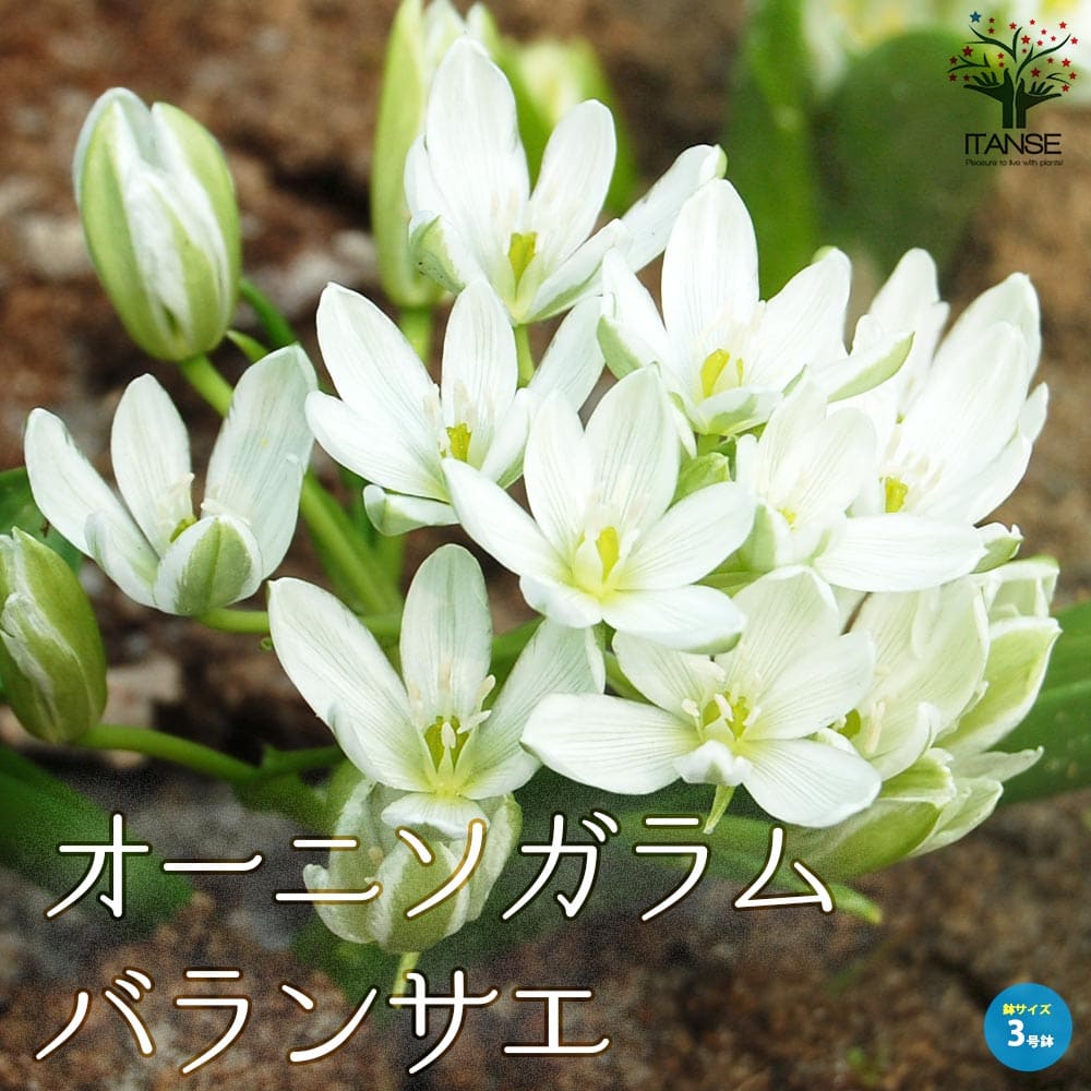 【マラソン中★ポイントUP】オーニソガラム・バランサエ【花苗 球根芽出し苗3号ポット】寄せ植え 庭園菜園 ギフト プレゼント 贈り物