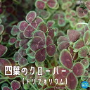 【送料無料】四葉のクローバー(トリフォリウム) 【花苗 多肉植物・グランドカバー苗3.5号鉢】オランダゲンゲ 四つ葉 Trifolium 園芸品種 カラーリーフ グランドカバー PVP