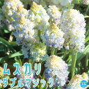 【送料無料】ムスカリダブルマジック【花苗 3.5号】ムスカリ ロックガーデン 寄植え 寄せ植え 球根苗 球根 花の種 花苗 花の苗