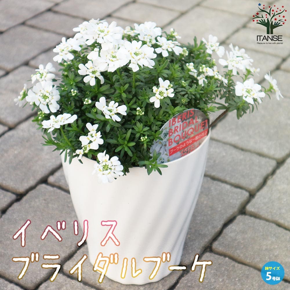 楽天市場】イベリス(花の苗物|苗物):ガーデニング・農業<花 楽天市場】イベリス(花の苗物|苗物):ガーデニング・農業<花