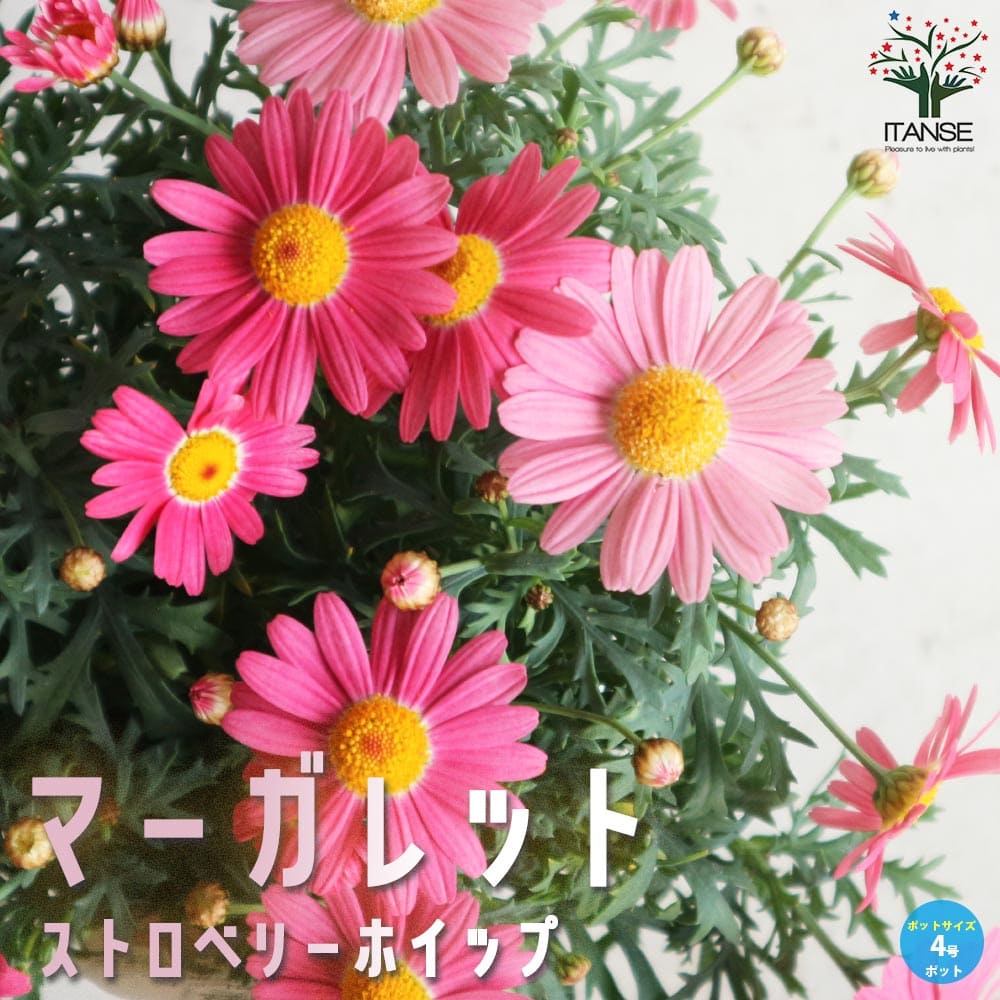 【送料無料】マーガレット ストロベリーホイップ 花苗