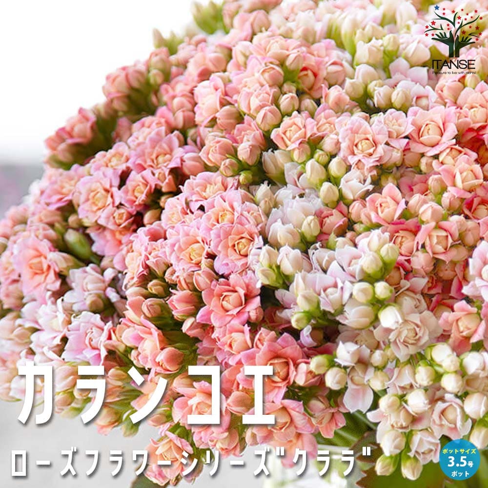【送料無料】バラ咲きカランコエ・クイーンローズフラワーシリーズ