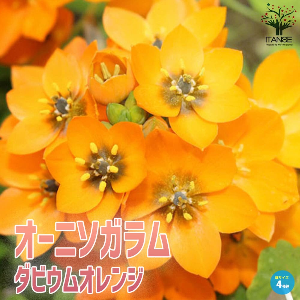 【送料無料】オーニソガラム・ダビウムオレンジ 【花苗 球根芽出し苗 4号鉢】大甘菜 オオアマナ オーニソガラム ダビウム オレンジ ダビウム ミニアツム ティルソイデスのサムネイル
