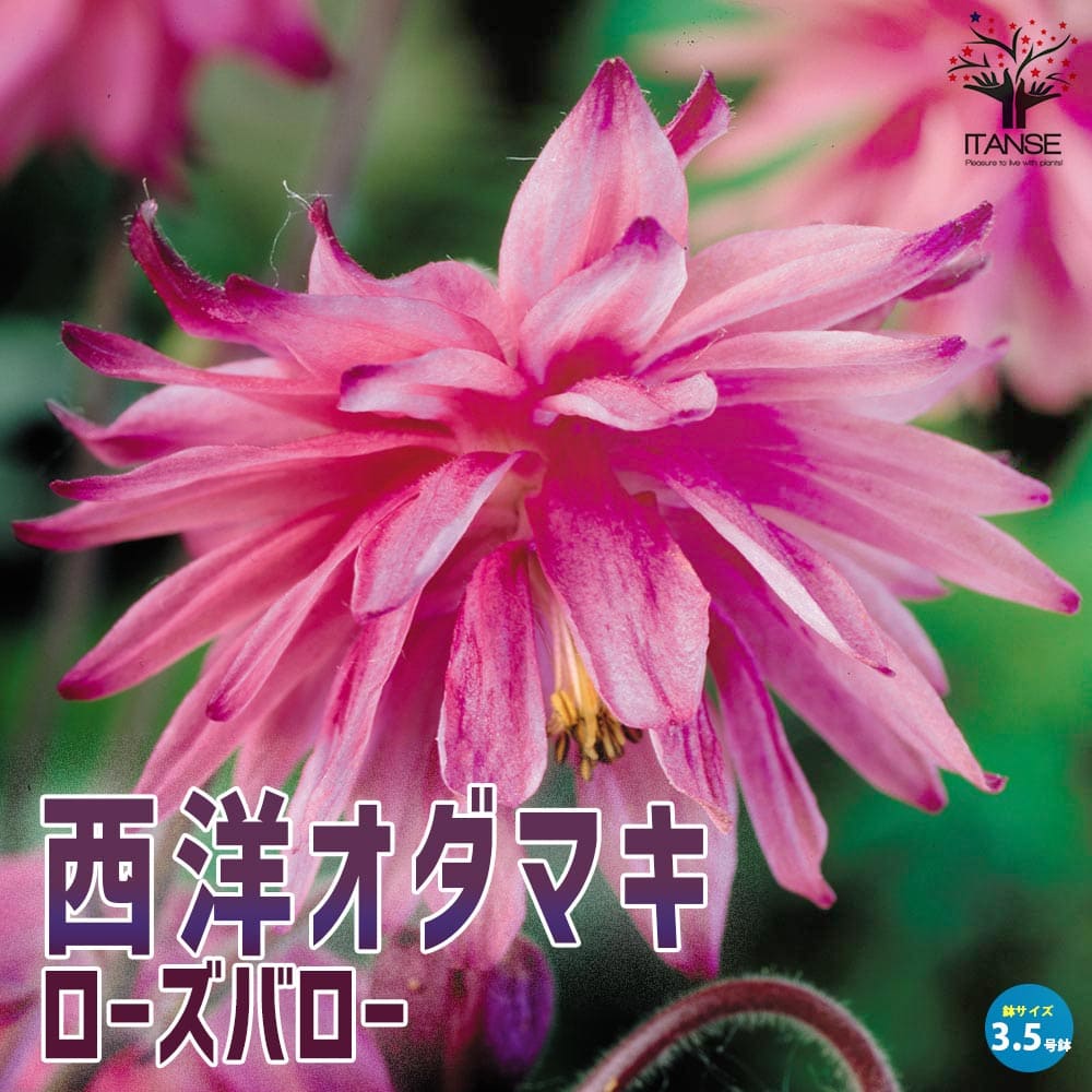 オダマキローズバローバロー Aquilegia vulgaris 宿根草 西洋オダマキ アキレギア アキレジア アクイレギア 花苗