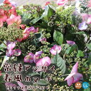 【ポイント2倍★マラソン期間】常緑アジサイ 春風のマーチ色ミックス見計らい ( 赤系、青系、白系、大輪系、小輪系の中から1鉢 ) 花苗 5号鉢 あじさい苗 あじ...