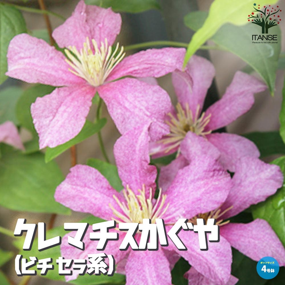 【送料無料】クレマチス かぐや ( ビチセラ系 ) 花苗 4号ポット苗 キンポウゲ科クレマチス属 耐寒性 つる性 落葉多年草 送料無料 即納