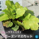 【ポイント2倍★マラソン期間】ヒューケラ ドルチェ フローズンマスカット 花苗 カラーリーフ 多年草9cmポット苗 ヒューケラ ひゅーけら 花苗 お花 宿根草 ...