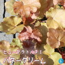 【ポイント2倍★マラソン期間】ヒューケラ ドルチェ バタークリーム 花苗 カラーリーフ 多年草9cmポット苗 ヒューケラ ひゅーけら 花苗 お花 宿根草 多年草...