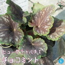 【ポイント2倍★マラソン期間】ヒューケラ ドルチェ チョコミント 花苗 カラーリーフ 多年草9cmポット苗 ヒューケラ ひゅーけら 花苗 お花 宿根草 多年草 ...