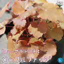 【ポイント2倍★マラソン期間】ヒューケラ ドルチェ メープルファッジ 花苗 カラーリーフ 多年草9cmポット苗 ヒューケラ ひゅーけら 花苗 お花 宿根草 多年...