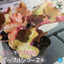 【ポイント2倍★マラソン期間】ヒューケラ ドルチェ アップルシブースト 花苗 カラーリーフ 多年草9cmポット苗 ヒューケラ ひゅーけら 花苗 お花 宿根草 多...