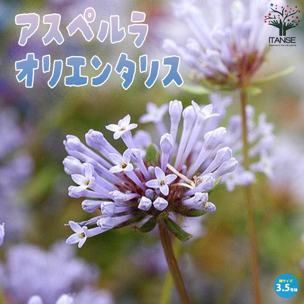 【マラソン中★ポイントUP】アスペルラ・オリエンタリス【花苗 3.5号ポット苗】玉車葉草 タマクルマバソウ オリエンタリスのサムネイル