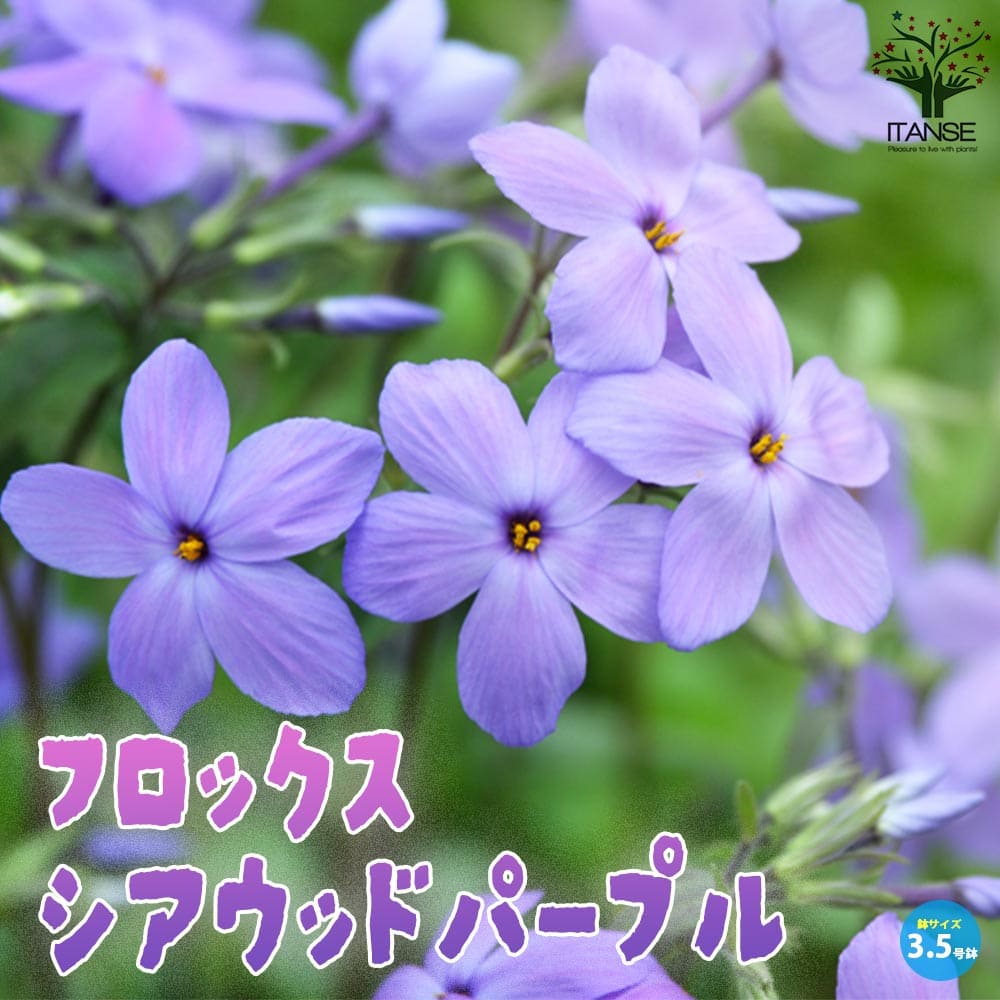 商品画像1