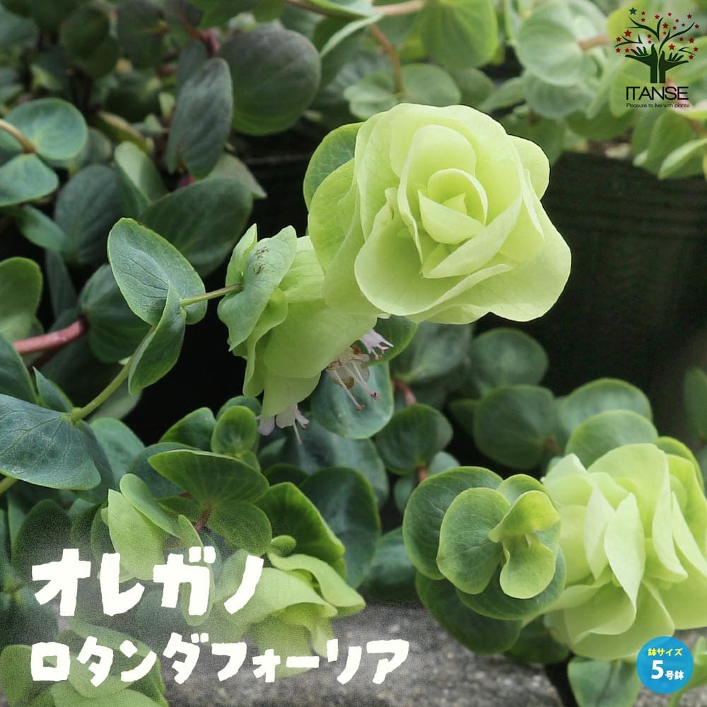 オレガノ・ロタンダフォーリアOriganum 'Rotundifolium' 花オレガノ ロツンディフォリウム オレガノ オレガナム ロタンダフォーリア