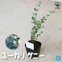 【送料無料】ユーカリ グニー 庭木 9cmポット ユーカリ ユーカリの苗 ユーカリの苗木 スワッグ 花束の素材として人気 送料無料 即納