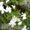 ジャスミン・ホワイトプリンセス香りの王様 つる性 モクセイ科 ソケイ属 Jasminum officinale シンボルツリー