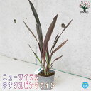 ニューサイラン(入才蘭)テナクス ピンクラインマオラン フォルミウム Phormium tenax キジカクシ クサスギカズラ テナックス リゾートガーデン