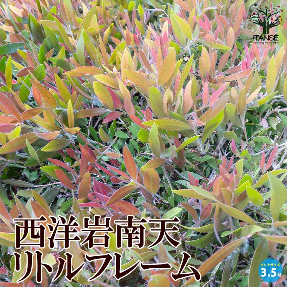 【送料無料】西洋岩南天 ( ルコテー ) リトルフレーム 庭木 カラーリーフ 3.5号ポット アメリカイワナ..