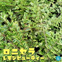 【P2倍★マラソン期間中】ロニセラ レモンビューティー【庭木 3号ポット】庭木 植木 花木 花の苗 花苗 グランドカバー 母の日 父の日 敬老の日
