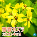 【P2倍★マラソン期間中】コウシュンカズラ ミリオンキッス【庭木 熱帯花木苗 3号ポット】恒春葛(コウシュンカズラ) 香春カズラ トリステラテイア キントラノオ...