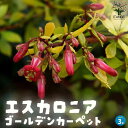 【P2倍★マラソン期間中】エスカロニア・ゴールデンカーペット【庭木 3号ポット】ユキノシタ Escallonia グランドカバー シンボルツリー カラーリーフ ...