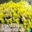 【ポイント2倍★マラソン期間】エリカ アルボレア アルバーツゴールド 庭園花木 庭木 3号ポット 園芸品種 寄せ植え 寄せ植え 苗木 花木 庭木 植木 盆栽 ガ...