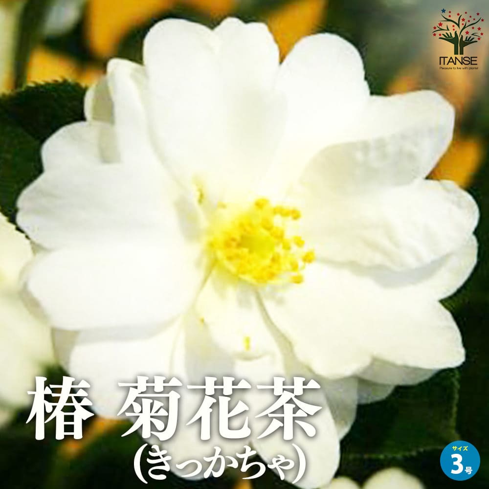 ������̵������ ( �ĤФ� ) ������ �ʼ�Ʋ��� ( ���ä����� ) ���� 3��ݥå� Camellia ���������� ����ꥢ ��ź餭 ���󤨤��� �վ� ...